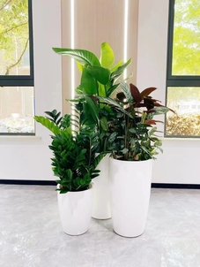 实惠盆景出租哪里找？宁波奉化有妙招！