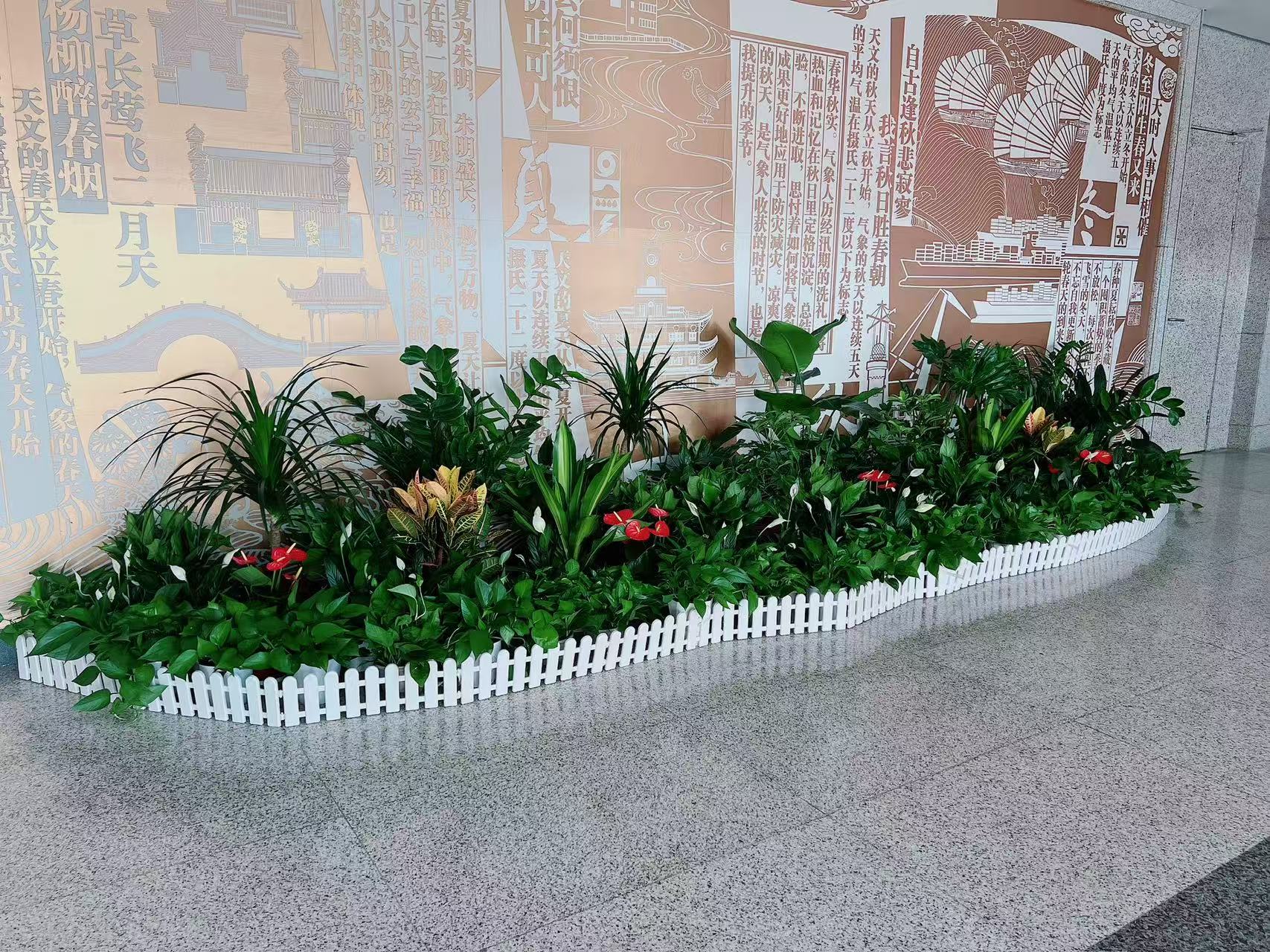 江北盆景租赁服务好 江北盆景租赁服务好